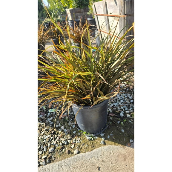 Phormium Tenax 'Jack Spratt' on 5 gallon pot - Get similar