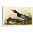 thumbnail image 1 of ARTCANVAS Red-Headed Duck Canvas Art Print by John James Audubon - Size: 26" x 18" (1.50" Deep), 1 of 9