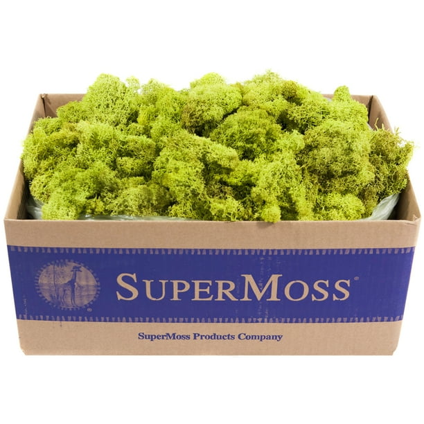 Preserved Reindeer Moss 3lb Chartreuse