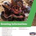 thumbnail image 2 of Harris Seeds Truchas Organic Romaine Lettuce, Red Little Gem Type, 50 Count, 2 of 7
