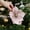 Pink, variant on YIMWNYI Christmas Flower Decoration, Realistic Artificial Magnolia, Durable Fabric Xmas Floral Arrangement, Perfect for Home, Party, Tree Decor