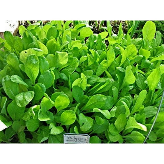Mustard Spinach (Komatsuna) Tendergreen Great Heirloom Vegetable by Seed Kingdom 1 Lb Seeds