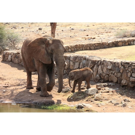 LAMINATED POSTER Wild Safari Tusk South Africa Elephant Africa Poster Print 24 x