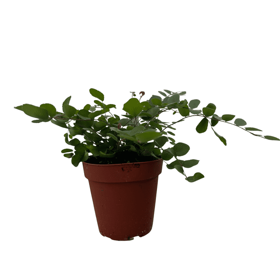 Hirt's Gardens Button Fern - Pellaea rotundifolia - Unusual-4" Pot