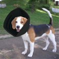 thumbnail image 3 of Dog Recovery Cone Collar, Size S Soft Anti-Lick & Anti-Scratch Protective Collar for Post-Surgery, Adjustable & Comfortable, 1 Pet Recovery Collar for Xinyat, 3 of 8