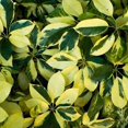 thumbnail image 5 of Arboricola Variegated Schefflera Trinette I 20 Live Plants I Vibrant Green & Yellow Foliage, Easy-Care Indoor/Outdoor Plant, Air-Purifying, Ideal for Home, 5 of 8