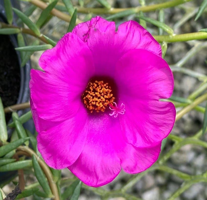 Purslane Samba Hot Rose | 10 Live Plants | Portulaca oleracea | Succulent Flowers | Heat and Drought Ground Cover