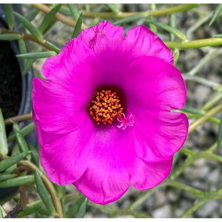 Purslane Samba Hot Rose | 10 Live Plants | Portulaca oleracea | Succulent  Flowers | Heat and Drought Ground Cover
