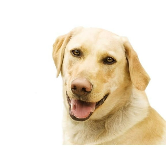 A Golden Labrador Poster Print - Large - 34 x 26