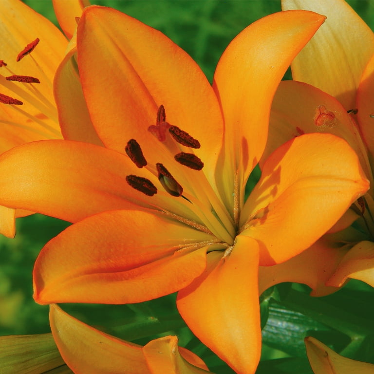 Van Zyverden Lily Durango (Set of 4 Dormant Bulbs) Partial Van Zyverden Lily Durango (Set of 4 Dormant Bulbs) Partial