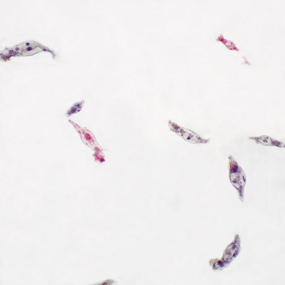 Rotifers, W.M. (Wholemount) Microscope Slide