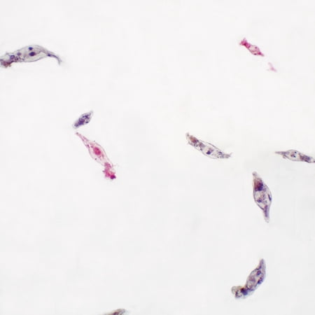 Rotifers  W.M. (Wholemount) Microscope Slide price history on PriceWatchPro