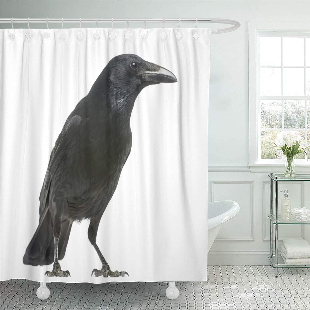 Atabie Side View Of A Carrion Crow Corvus Corone Isolated On Shower Curtain 66x72 Inch Walmart Com Walmart Com