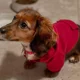 thumbnail image 2 of Sudadera Con Capucha For Perro De Invierno, Sudaderas Con, 2 of 5