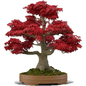 Thuja Evergreen Bonsai Tree Seeds - Western Red Cedar, Thuja plicata - 30  Seeds - Walmart.com