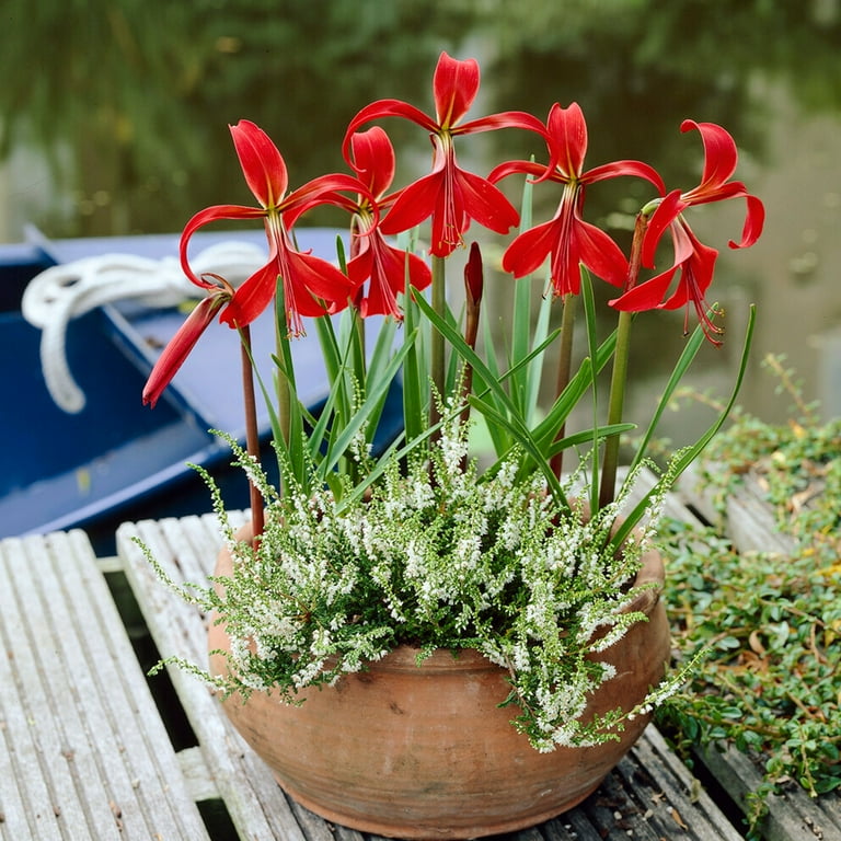 Free Shipping! Garden State Bulb Aztec Lily Sprekelia Flower Free Shipping! Garden State Bulb Aztec Lily Sprekelia Flower