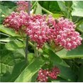 thumbnail image 3 of 75 Graines de Fleurs d'Asclépiade Rouge des Marais Asclepias Incarnata, 3 of 3