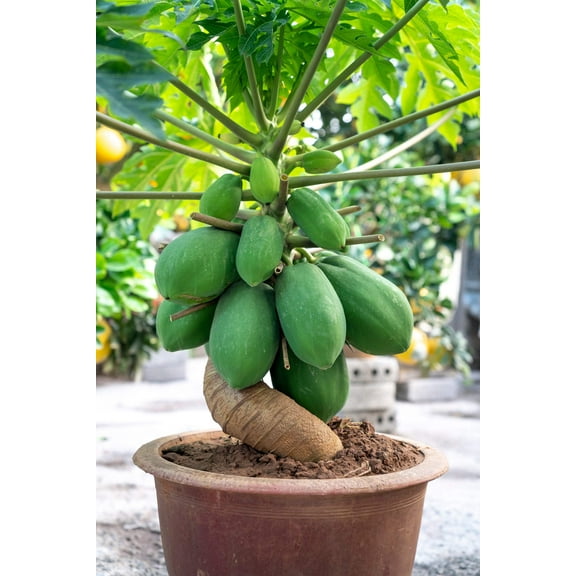 10 Seeds DWARF WAIMANALO PAPAYA Solo Hawaiian Carica Fruit Tree Houseplant