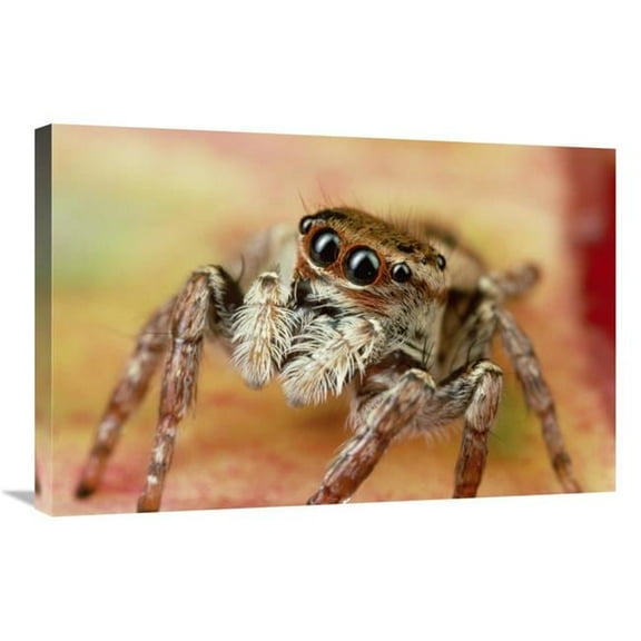 20 x 30 in. Jumping Spider Portrait, Reunion Art Print - Mark Moffett