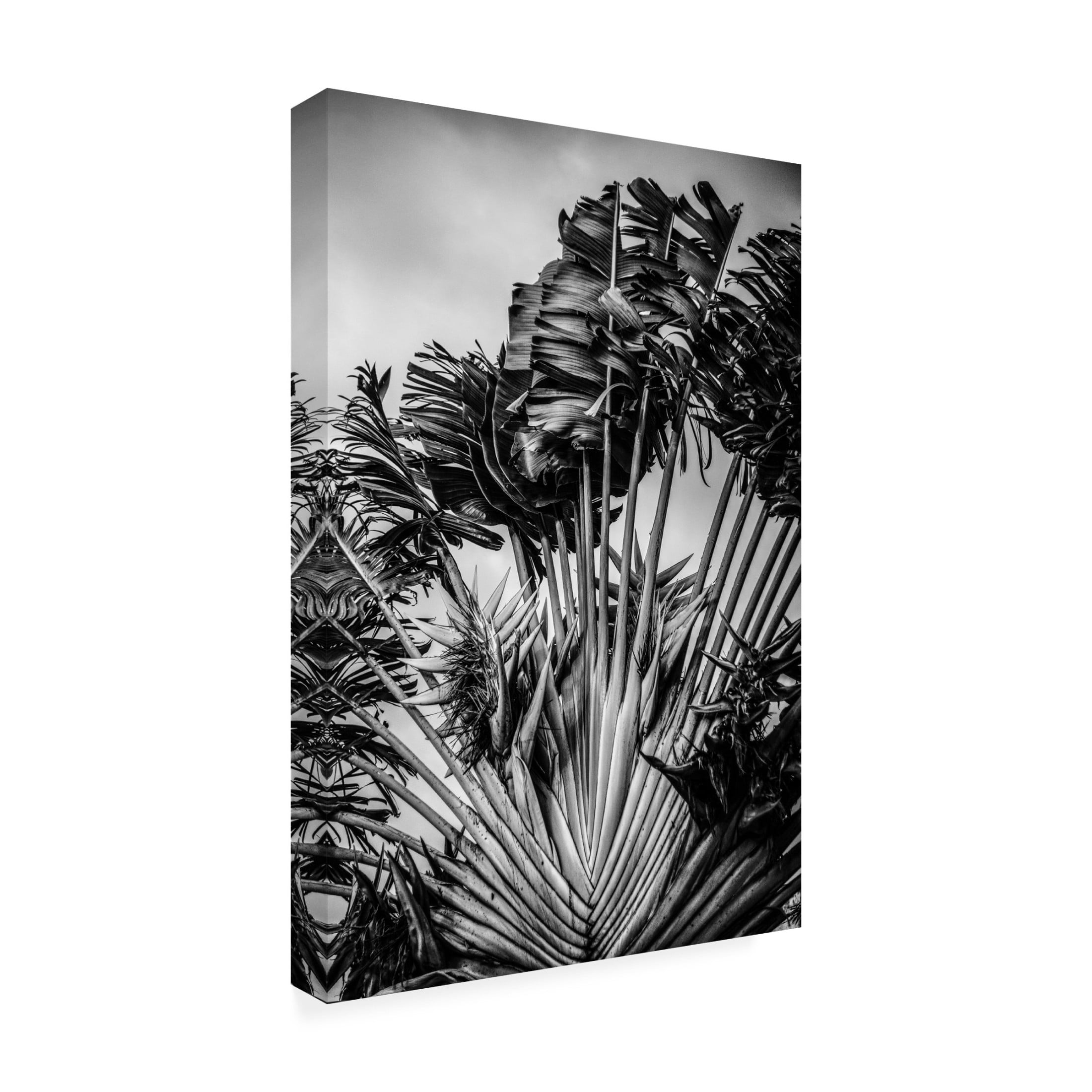 Trademark Fine Art Shot by Clint Tropical Dancer Canvas Wall Art