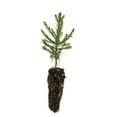 thumbnail image 2 of Giant Sequoia | Small Tree Seedling | The Jonsteen Company, 2 of 8