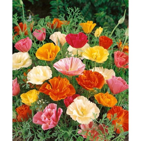 HIGHGW Seeds Californian Poppy Mix 30 Days Eschscholzia Indoor Annual Flowers for Planting