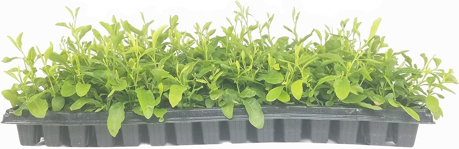 Plumbago Imperial Blue Plants  3 Live Seedlings  Plumbago Auriculata  Perfect for Bright Garden Displays  Hardy & Low Maintenance