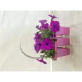 thumbnail image 5 of Expert Gardener 306 PK Multicolor Petunia Wave (1 pack) Grower pot, 5 of 8