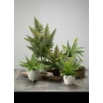 thumbnail image 3 of Sullivans Artificial Fern In Ball 11"H Green, 3 of 3