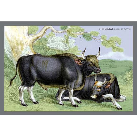 The Gayal, or Silver Cattle Fine art canvas print (20" x 30")