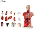 thumbnail image 2 of Flmtop Anatomical Human Torso Body Model Anatomy Internal Organ Medical Teaching Mold, 2 of 7