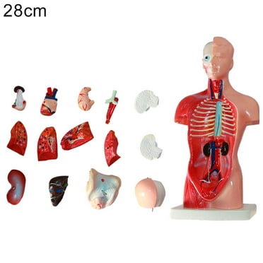 4D Master Transparent Human Anatomy Torso Model Kit, One Color 