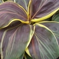 thumbnail image 3 of Chocolate Queen Cordyline, 3 of 5