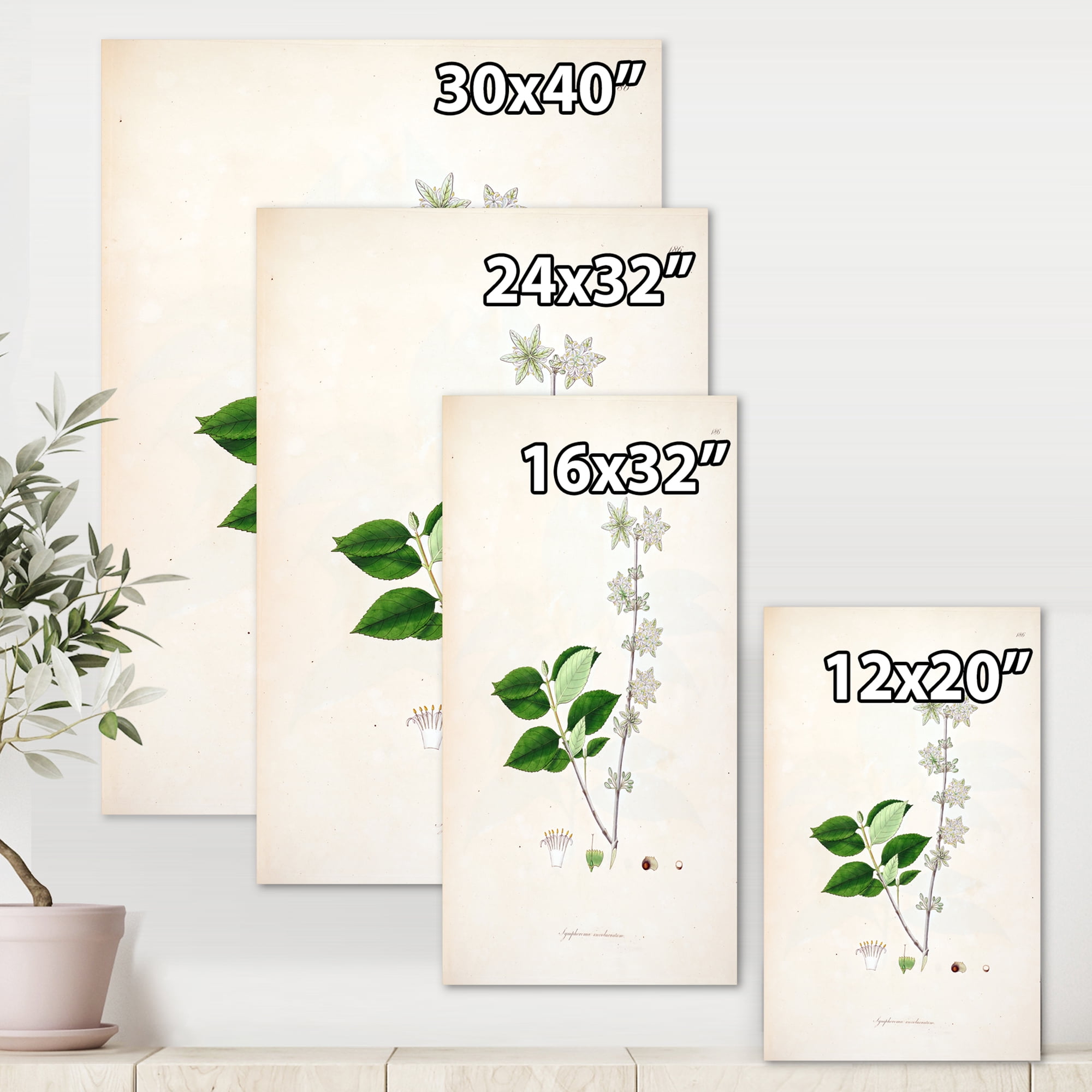 Designart ' Ancient Botanicals XV ' Farmhouse Canvas Wall Art Print
