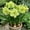 F, variant on Amaryllis, Low Maintenance - Easy Grow - Ideal for Beds Borders, Plant Pots & Planters