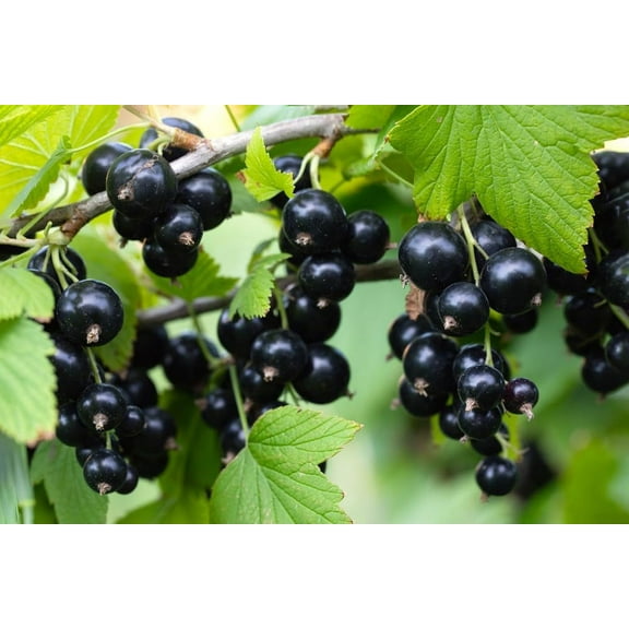 Black Currant Seedlings for Planting - Rooted and Ready to Plant (2 Seedlings)