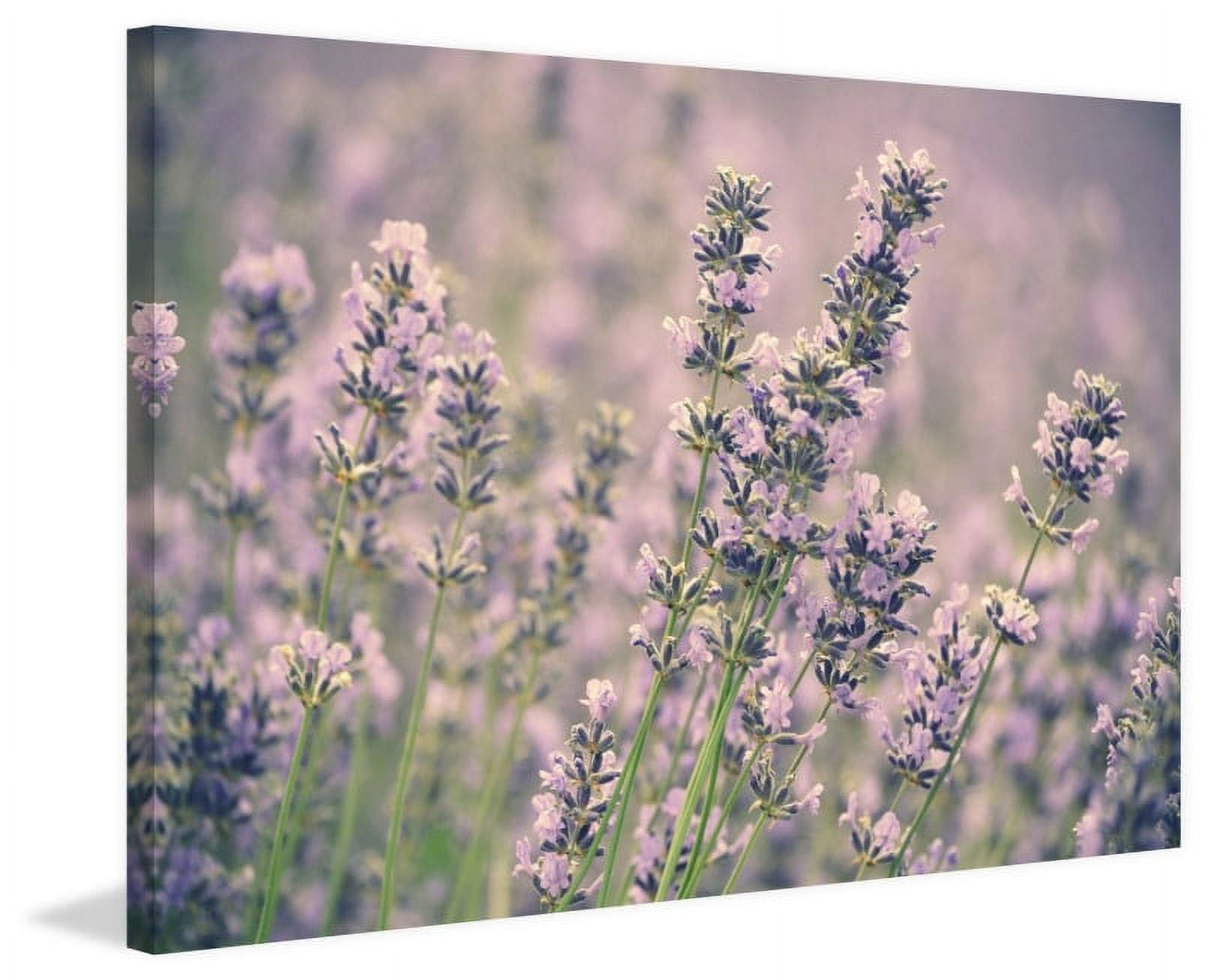 Marmont Hill "Lavender" by Robert Dickinson Painting Print on Canvas