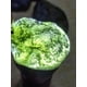 thumbnail image 3 of Collar de Cristal de Moldavita,Colgante de Moldavita,Meteorito Checo,Poderosa Piedra Curativa de para Hombres y Mujeres,Vidrio Verde, 3 of 7