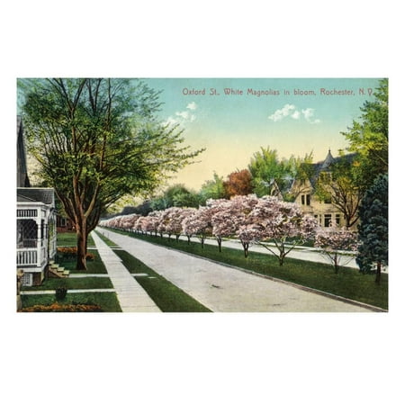 Rochester, New York - Oxford Street White Magnolias in Bloom Print Wall Art By Lantern