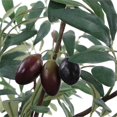thumbnail image 2 of Pemberly Row Plante d'Olivier en Pot Réaliste avec Fruit dans un Cache-Pot Gris, 2 of 7