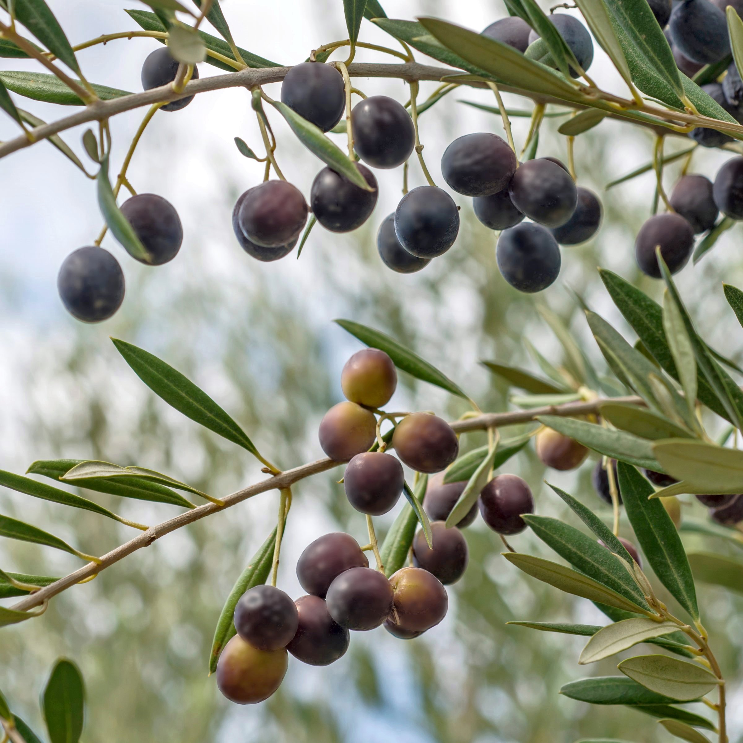National Plant Network 1 gal. Bucida Buceras Black Olive Tree