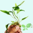 thumbnail image 3 of Cryptocoryne Wendtii Green Bare Root Small Live Aquarium Plants BUY2 GET1 FREE, 3 of 12