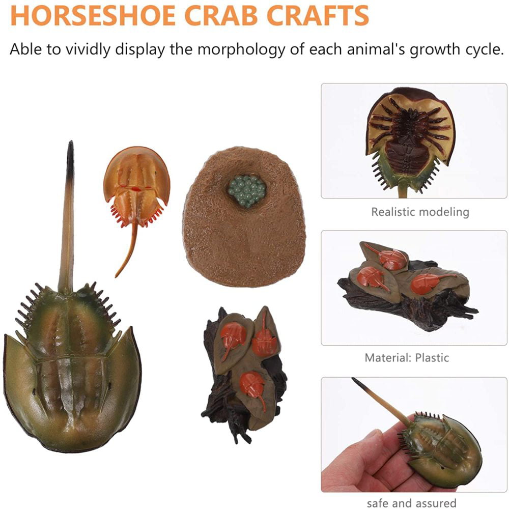 Lifelike Horseshoe Crab Growth Life Cycle Insect Model Kids Early Teaching Toy 