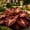 C, variant on Chill Tolerant Perennial Hosta Mix – Colorful Variegated Leaves – Effortless Shade Garden Accent – Great for Plant Hangers