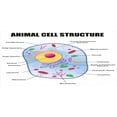 thumbnail image 4 of Science Piggy Bank, Microbiology Theme Animal Cell Structure Genetic Research Study Science, Ceramic Coin Bank Money Box for Cash Saving, 3.6" X 3.2", Multicolor, by Ambesonne, 4 of 4