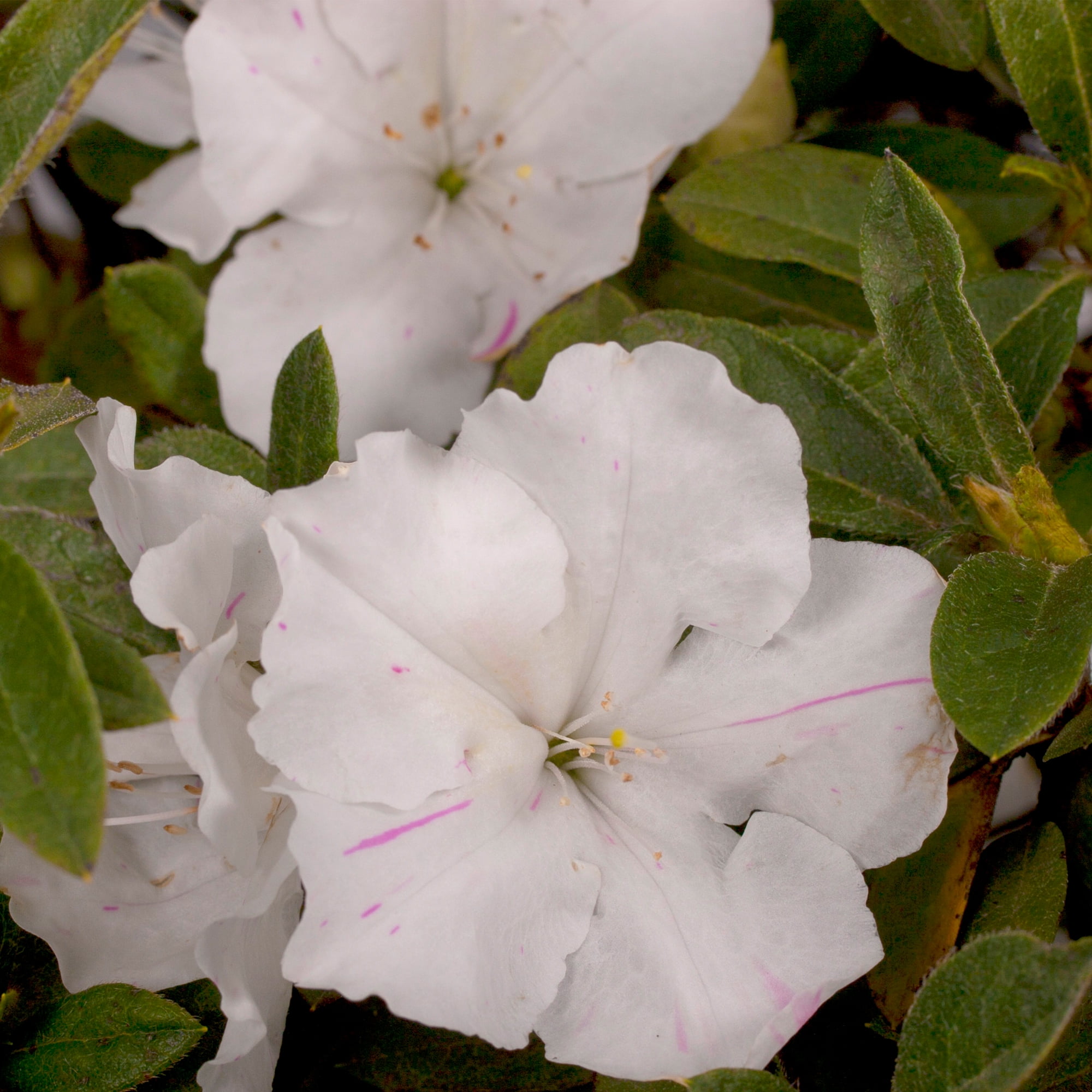 Encore Azalea Autumn Lily Live Shrub in 2-Gallon Grower Pot