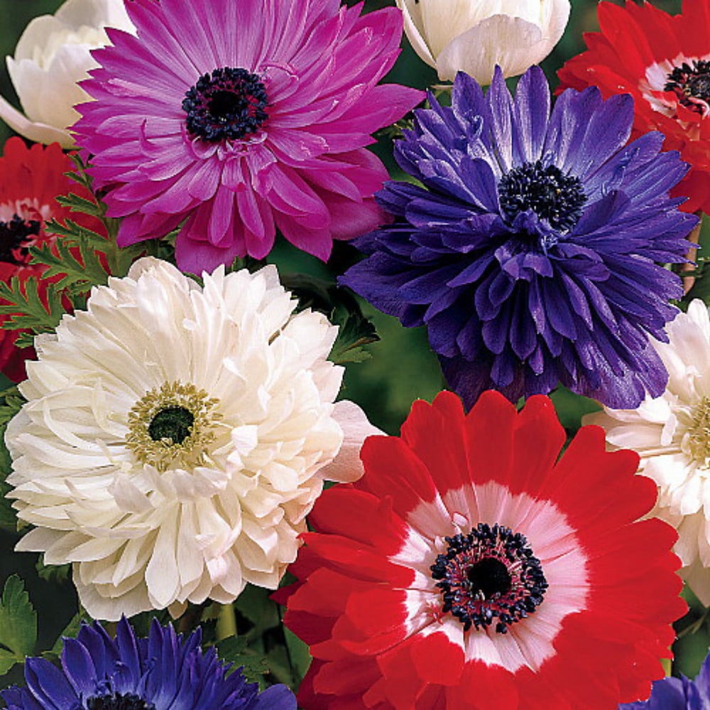 Hirt's Gardens St. Brigid Anemone Windflowers - Thumbnail 2