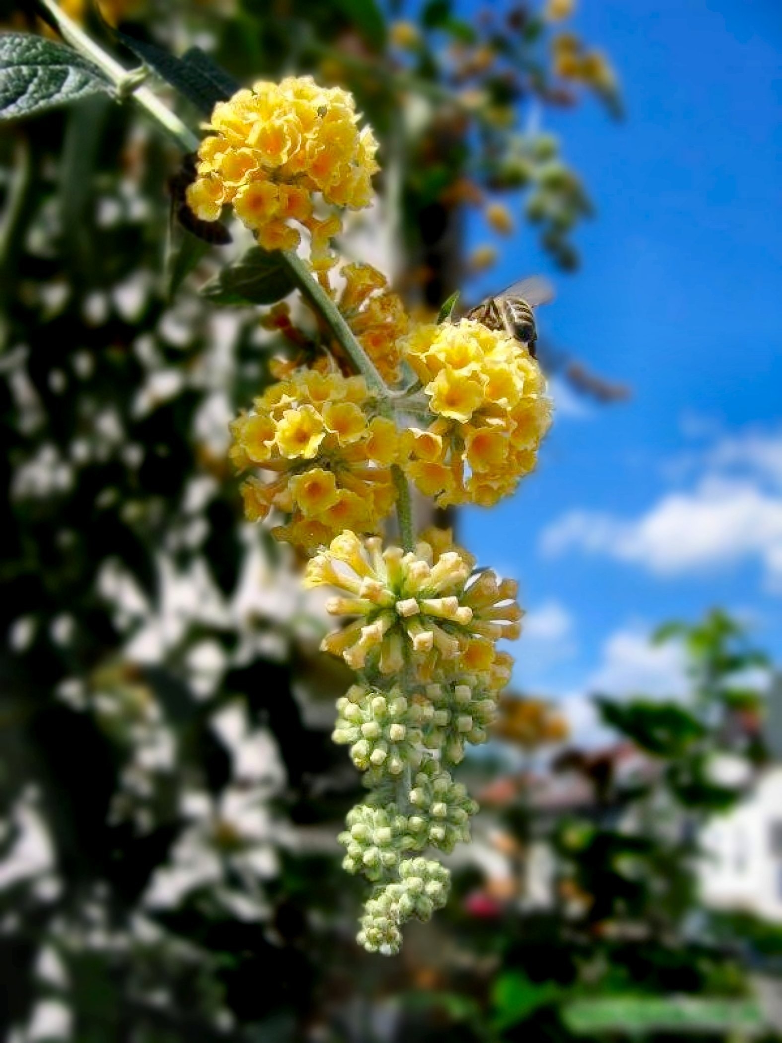3 gal. Buddleia Honeycomb Live Shrub Conditions Full Sun with Yellow Flowers