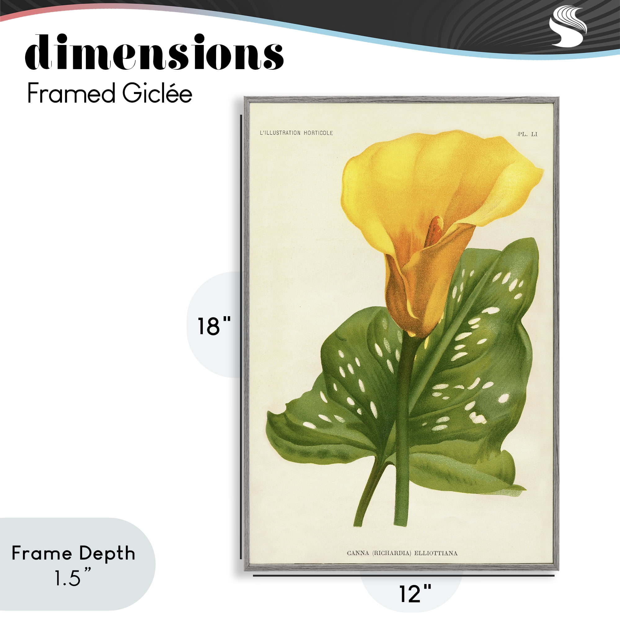 Stupell Industries Yellow Canna Lily Gray Framed Giclee Art, design by Print Collection