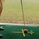 thumbnail image 3 of Golf Simulator Tees,19Pcs Practice Golf Tees for Turf and Driving Range Indoor Tee Golf Training Tee, 3 of 4
